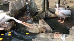 为什么鳄鱼不攻击水豚,水豚踩鳄鱼鳄鱼没反应