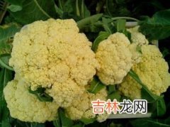 野白花菜的功效与作用,野生白花菜的功效与作用