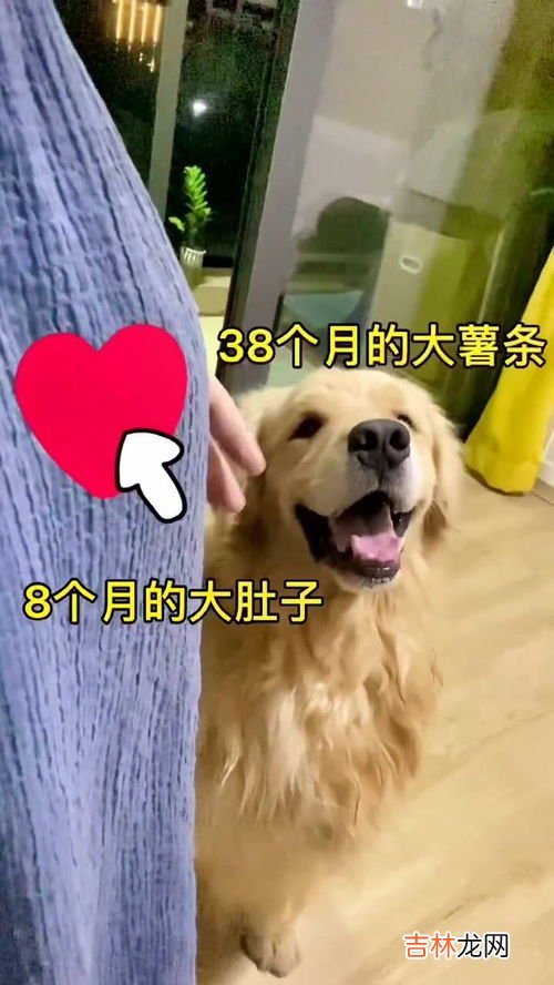 怀孕为什么不能养宠物,怀孕后不能养狗吗？