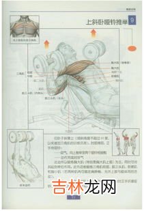 哑铃初学者锻炼方法,初学者如何合理练习哑铃