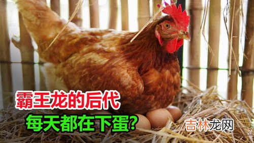 鸡为什么不下蛋,鸡突然不下蛋了是怎么回事啊？