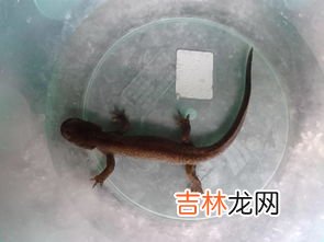 娃娃鱼是指,鲵是什么意思