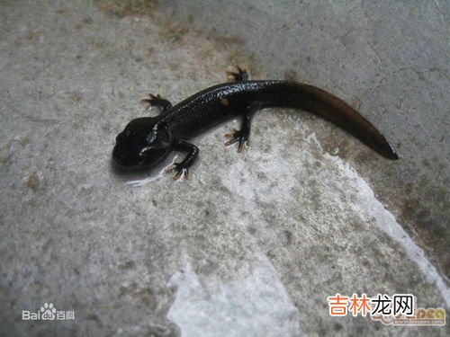 娃娃鱼是指,鲵是什么意思