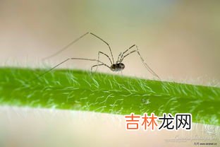 长脚盲蛛是益虫还是害虫,蜘蛛是益虫吗?还是害虫?