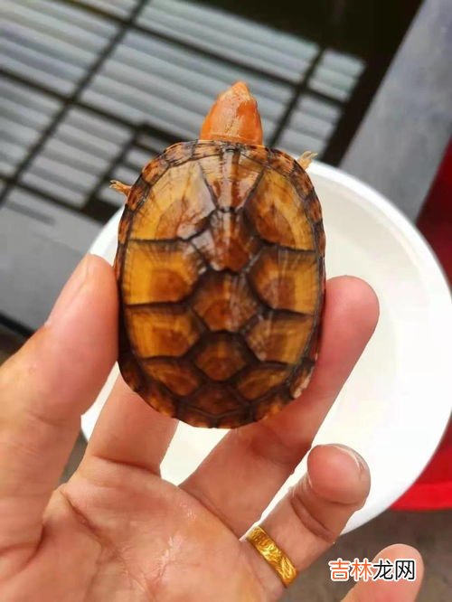 红面蛋龟为什么这么臭,红面蛋龟饲养环境 红面蛋龟饲养