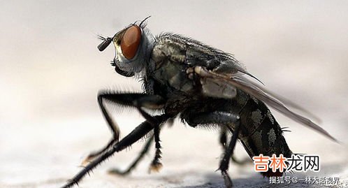 苍蝇为什么有血,为什么苍蝇打死了发现它还有红色的血，是咬人的吗？麻烦详细解释一下。