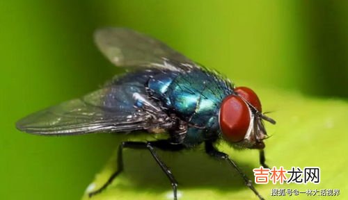 苍蝇为什么有血,为什么苍蝇打死了发现它还有红色的血，是咬人的吗？麻烦详细解释一下。