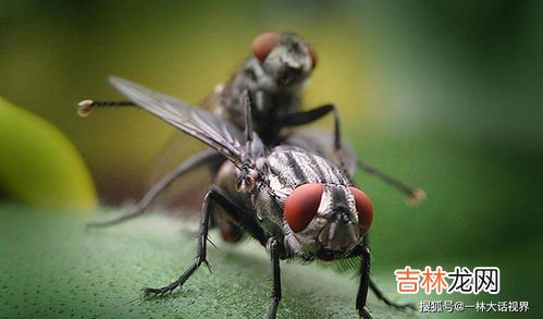 苍蝇为什么有血,为什么苍蝇打死了发现它还有红色的血，是咬人的吗？麻烦详细解释一下。