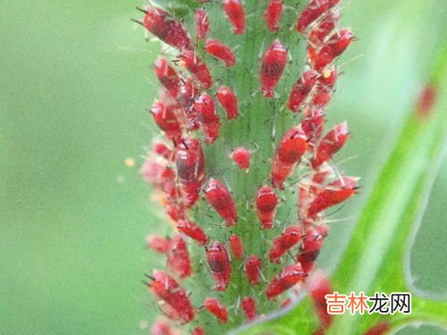 金棘是什么东西,金棘亦舒堂金棘末水是什么东西？儿童便秘拉不出来怎么办？