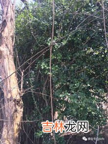 金棘是什么东西,金棘亦舒堂金棘末水是什么东西？儿童便秘拉不出来怎么办？