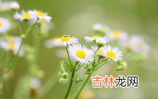 小雏菊的花语和寓意,雏菊的花语和寓意