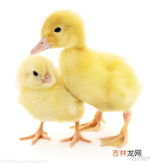 鸭子是什么类动物,鸭子是什么动物