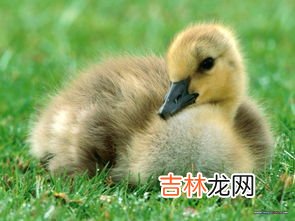 鸭子是什么类动物,鸭子是什么动物