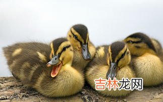 鸭子是什么类动物,鸭子是什么动物