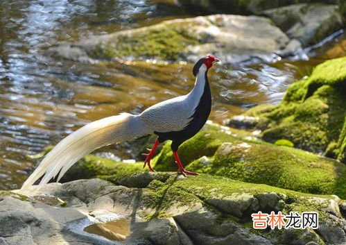 树蛙是几级保护动物,江苏盐城有树蛙吗