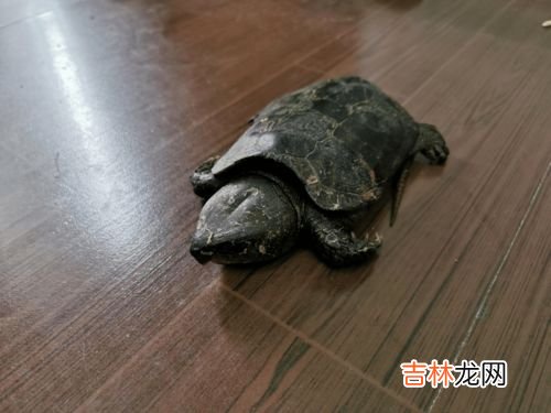 树蛙是几级保护动物,江苏盐城有树蛙吗