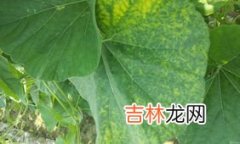 烟草花叶病毒的遗传物质,烟草花叶的遗传物质是什么？