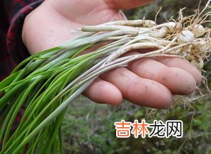 野韭菜能吃吗,能吃的100种野菜