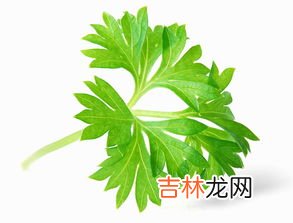 野芹菜叶子可以吃吗,生芹菜叶能吃吗