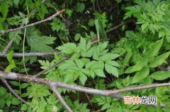 野芹菜叶子可以吃吗,生芹菜叶能吃吗