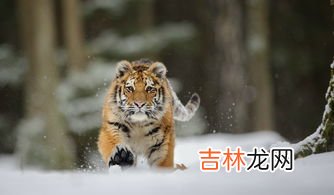 五行拳是哪五种动物,少林五形拳 和 形意五行拳 有什么区别?
