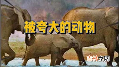 五行拳是哪五种动物,少林五形拳 和 形意五行拳 有什么区别?