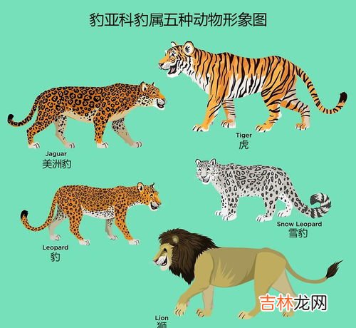 五行拳是哪五种动物,少林五形拳 和 形意五行拳 有什么区别?