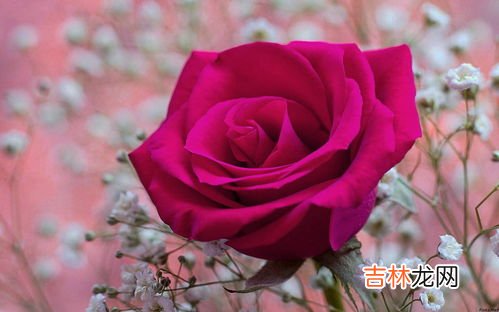 三朵玫瑰花是什么意思,玫瑰花3朵的含义