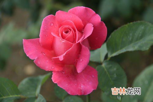 三朵玫瑰花是什么意思,玫瑰花3朵的含义