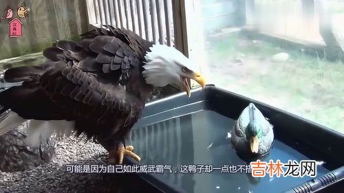 鸭子交配为什么要啄头,公鸭子咬母鸭子头是怎么回事