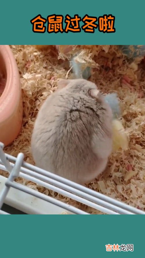 hamster是什么动物,地鼠是什么动物