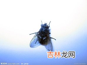 什么动物吃苍蝇,燕子吃苍蝇吗