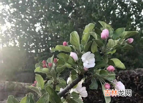 苹果花露红期打什么药,苹果树花露红怎样打石硫合剂浓度怎样配合适？