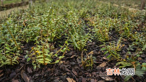 霍山石斛是哪个省的哪个县,霍山石斛是哪个省份的