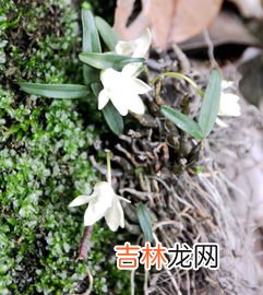 霍山石斛是哪个省的哪个县,霍山石斛是哪个省份的