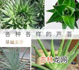 自制芦荟胶的危害是什么,芦荟胶假的有什么危害