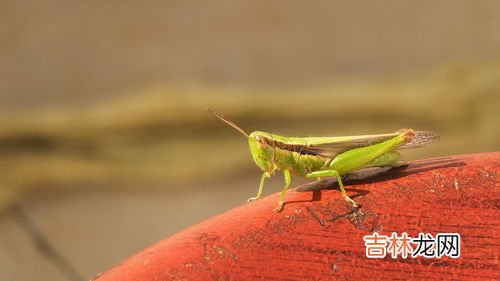 蚱蜢和蚂蚱是不是同一个东西,蚂蚱和蚱蜢是一样的吗?