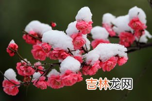 小寒开什么花,春天里的24节气分别开什么花