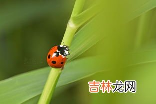 瓢虫的特点,七星瓢虫的特点和本领是什么？