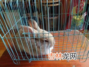 兔子怎么养才不臭,家养兔子如何防臭