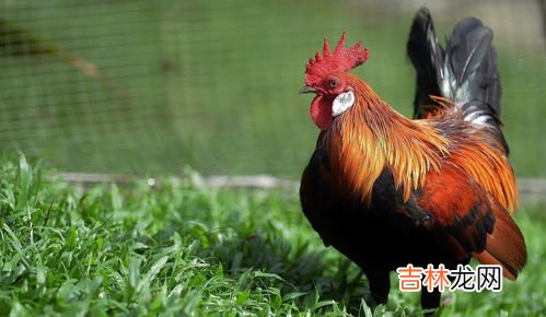 蜈蚣和鸡为什么是天敌,蜈蚣为什么怕鸡
