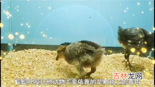蜈蚣和鸡为什么是天敌,蜈蚣为什么怕鸡