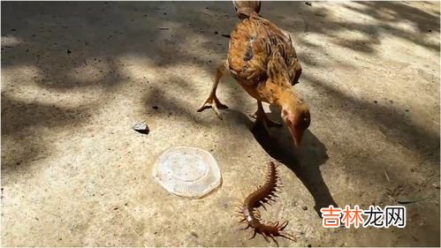 蜈蚣和鸡为什么是天敌,蜈蚣为什么怕鸡