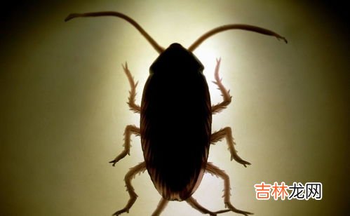 蟑螂会饿死吗,蟑螂的生命力究竟有多顽强，你可以说说吗？