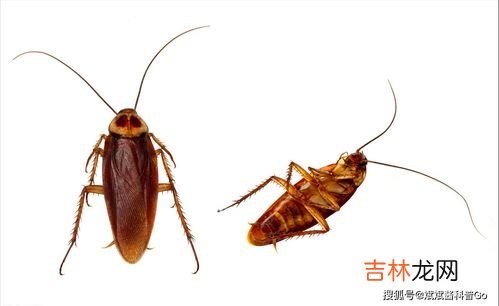 蟑螂会饿死吗,蟑螂的生命力究竟有多顽强，你可以说说吗？