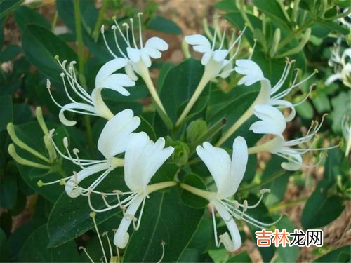 金银花加枸杞的食用禁忌,金银花、枸杞子能配在一起喝吗??
