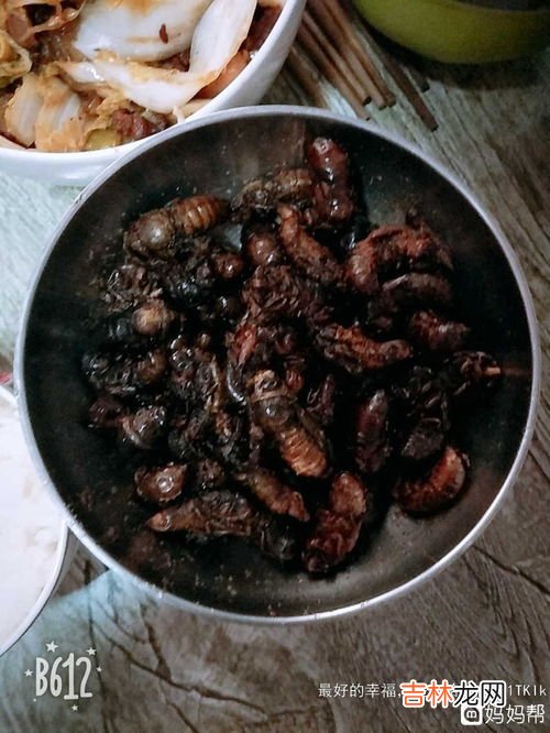 金蝉在地下吃什么食物,金蝉在地下吃什么食物
