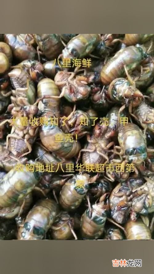 金蝉在地下吃什么食物,金蝉在地下吃什么食物