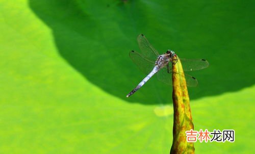 蜻蜓点水的目的是什么,蜻蜓点水这个词是什么意思?
