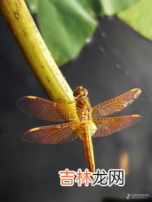 蜻蜓点水的目的是什么,蜻蜓点水这个词是什么意思?